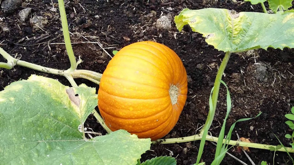 Pre-growing Pumpkin: How To Germinate The Seeds On The Windowsill