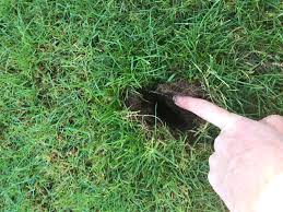 What Is Making Small Holes In My Lawn