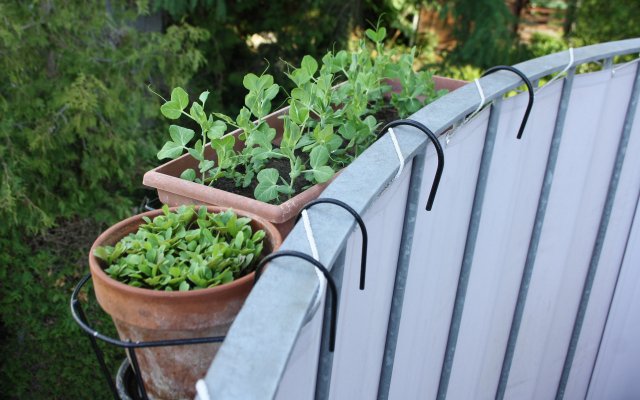 Create Balcony Garden: Simple Step By Step Instructions