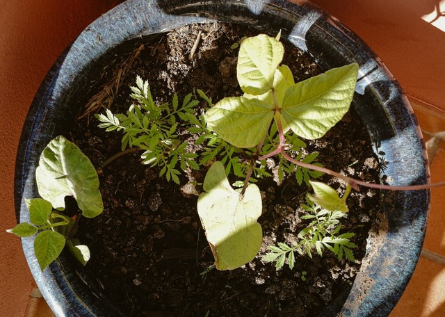 Growing Pots From Egg Carton: How To Do It