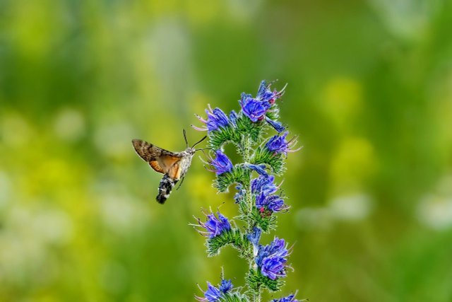 How To Plant And Care For Viper's Bugloss