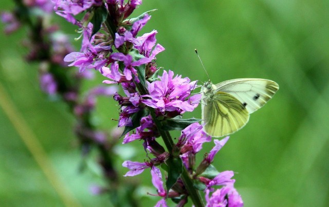 How To Plant And Care For Loosestrife