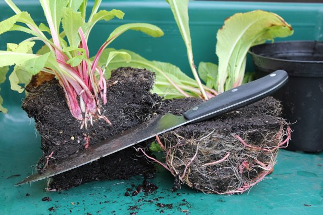 Detect And Treat Root Rot: This Is How To Do It