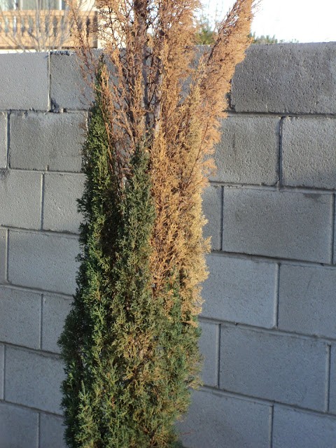 Cypress Gets Brown Needles And Spots?