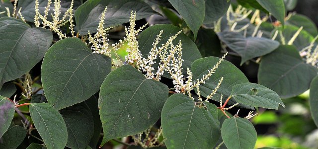 Japanese Knotweed Naturally Combat And Use