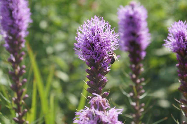 Speedwell: How To Plant, Care For And Use The Perennial