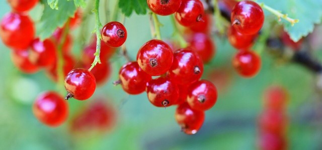 How To Propagate Red Currants