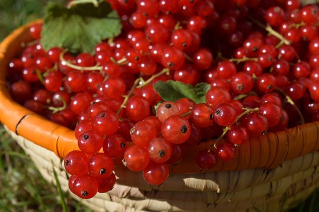 How To Plant And Grow Red Currants