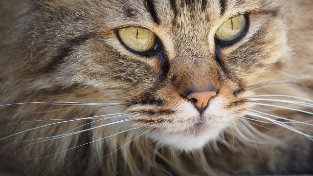 Catnip: Cultivation, Care And How It Affects Cats