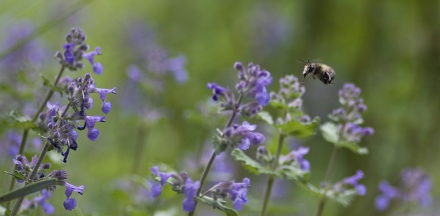 Catnip: Cultivation, Care And How It Affects Cats