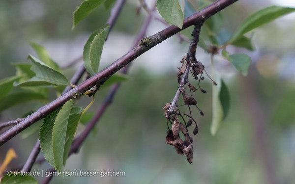 Causes Of Dry Twigs And Leaves On The Cherry Tree