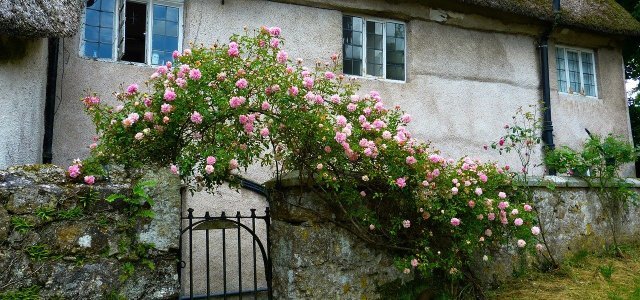 How To Cut Climbing Roses: Simple Step By Step Instructions