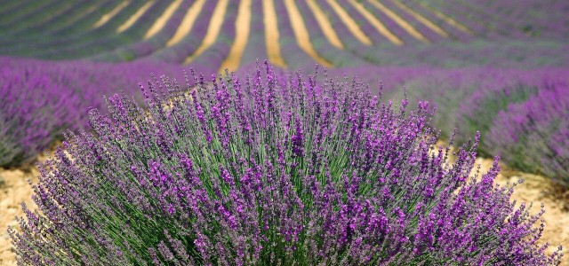 How To Propagate Lavender