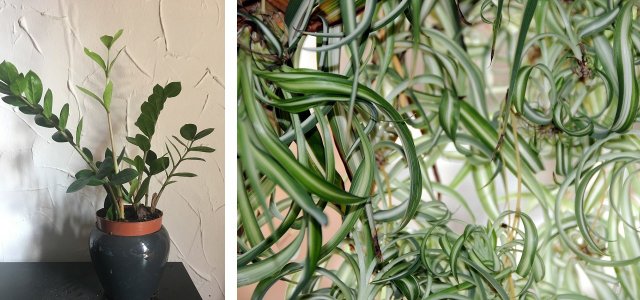Houseplants In Low Light: These 5 Grow In The Shade