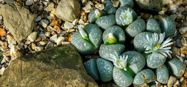 How Do You Take Care Of A Living Stone Plant?