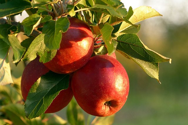 Apple Scab: How To Protect Your Apple Tree 