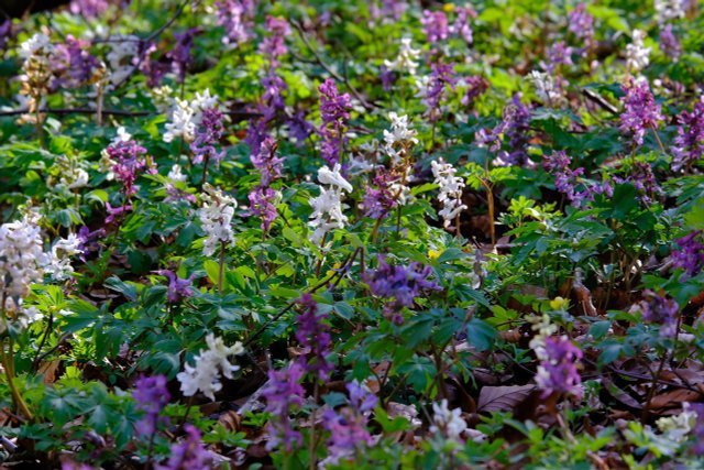 Larkspur : How To Plant And Care For It