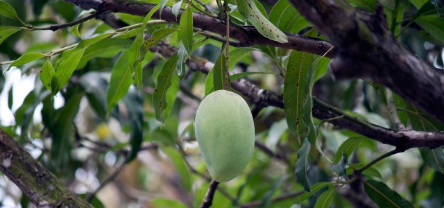How To Plant Mango Seed: A Guide In 4 Steps