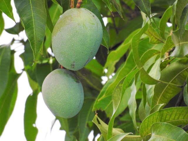 How To Plant Mango Seed: A Guide In 4 Steps