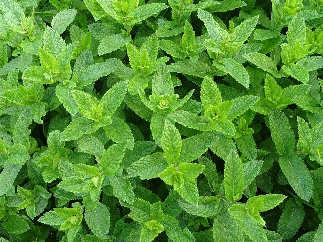 Propagate Mint: How To Get A Rich Harvest