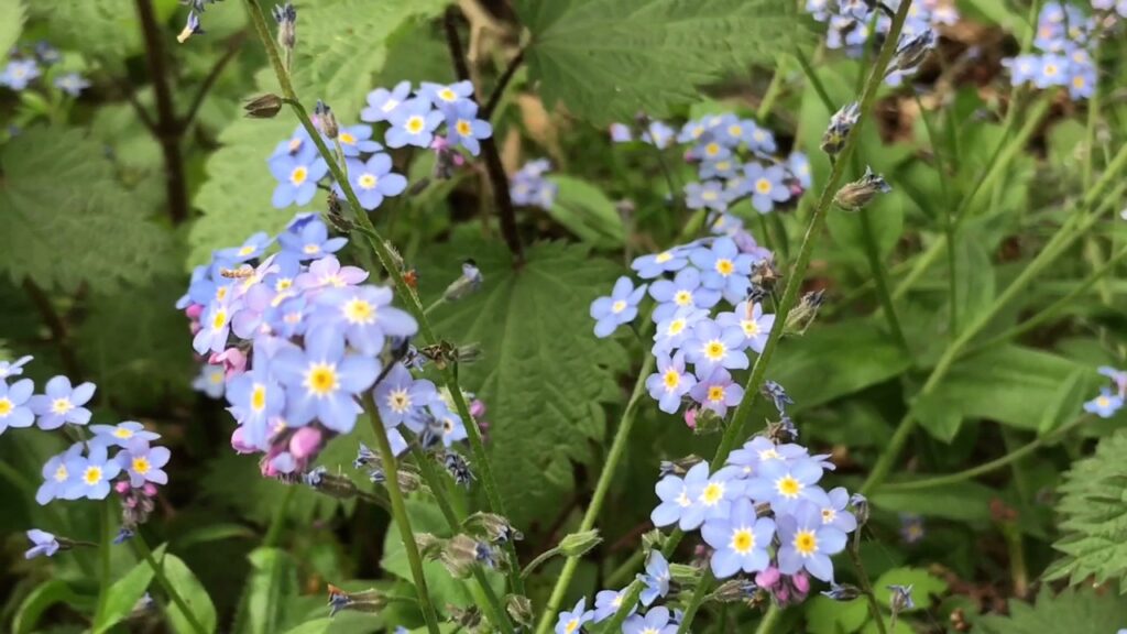 Planting And Caring For Forget-me-nots In The Garden: This Is How To Do It