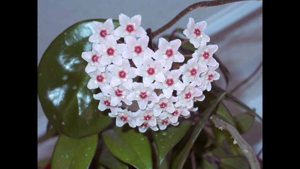 Porcelain Flower: How To Plant And Care For Hoya