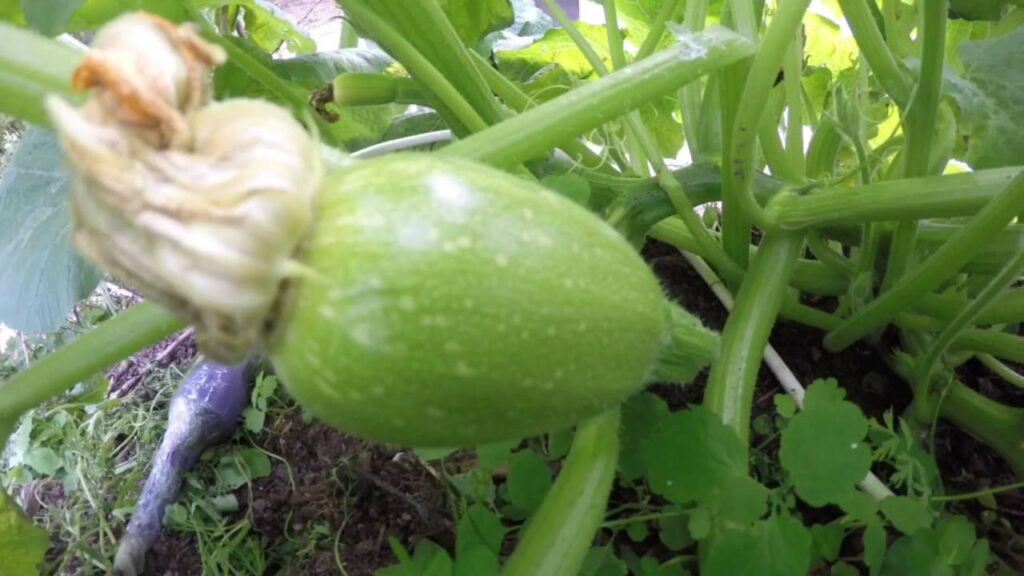 Pre-growing Pumpkin: How To Germinate The Seeds On The Windowsill