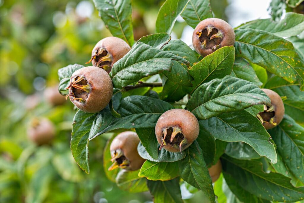 How To Properly Plant, Care For And Prune Medlar