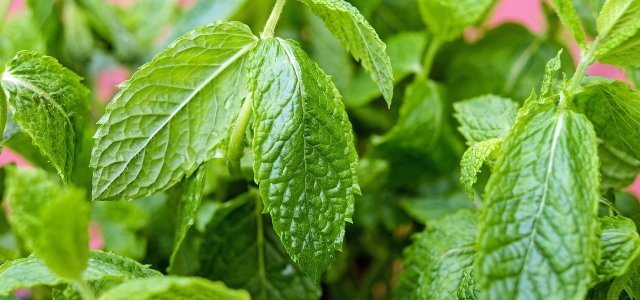 Propagate Mint: How To Get A Rich Harvest