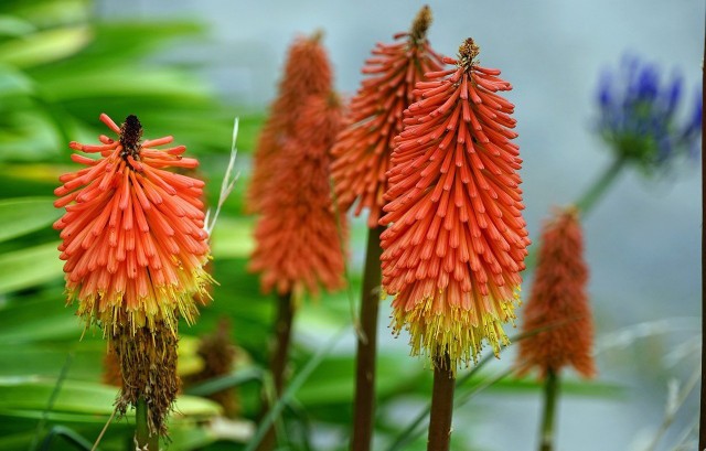 Torch Lily: How To Plant And Care For The Rocket Flower