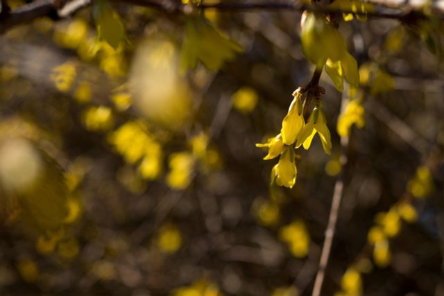 How To Propagate Forsythia