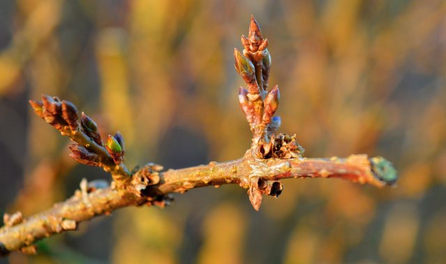 How To Propagate Forsythia