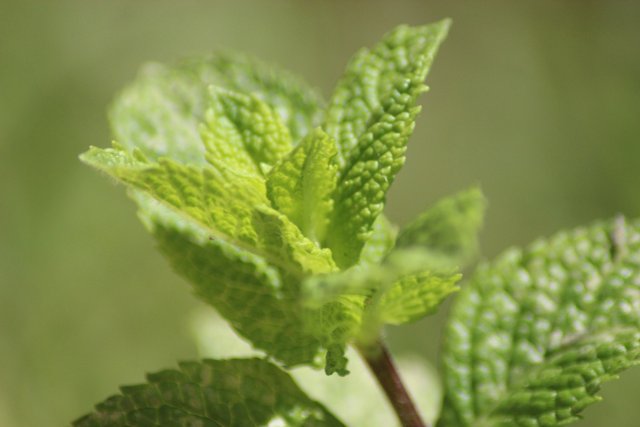 Mojito Mint: Tips For Cultivation, Care And Use