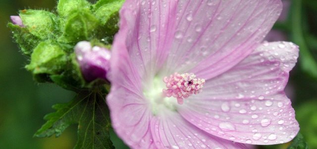 How To Plant, Care For And Cut Musk Mallow