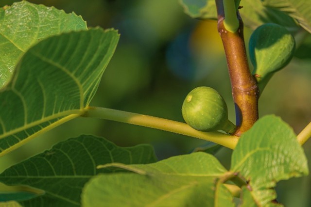 Plant, Care For And Propagate Fig Tree: Here's How