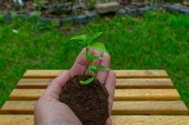 How To Pre-plant Peppers