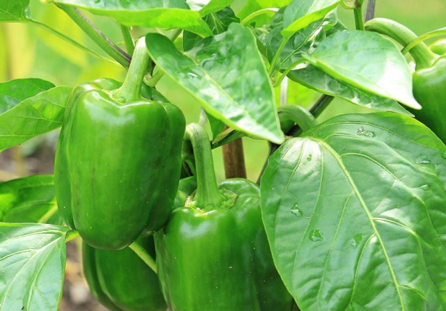 How To Pre-plant Peppers