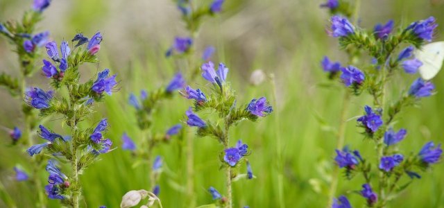 How To Plant And Care For Viper's Bugloss