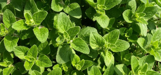 Planting And Caring For Oregano: How It Grows In The Pot Or Garden