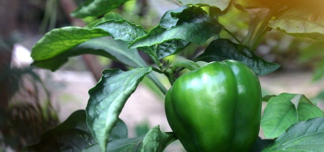 How To Pre-plant Peppers