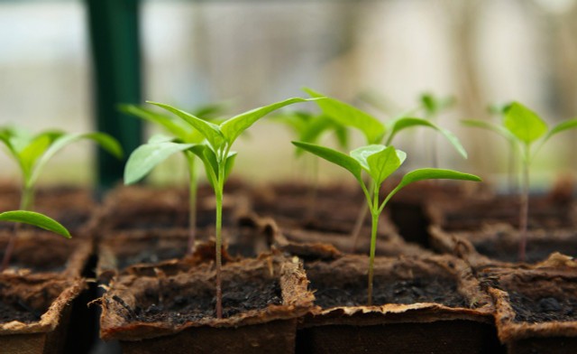 How To Pre-plant Peppers