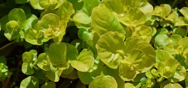 Pennywort: How You Can Plant And Use It