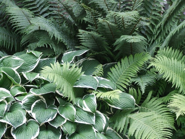 How To Care And Plant For Hosta