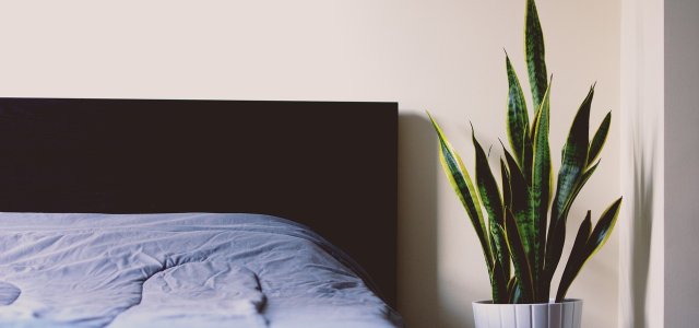 Plants In The Bedroom: So You Have A Healthy Sleep