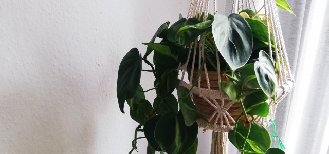 Philodendron: How To Care For The Evergreen
