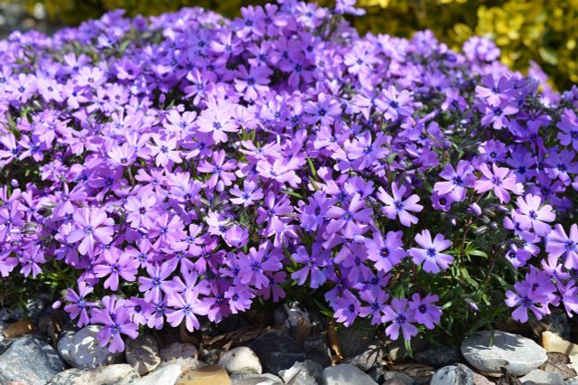 Phlox: How To Plant And Care For Flame Flowers