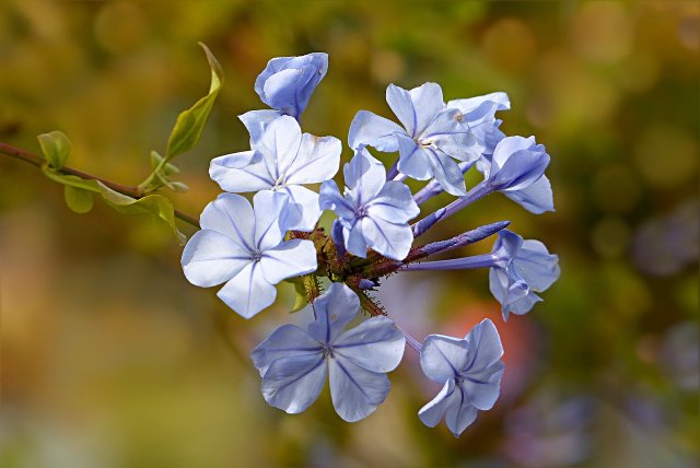 Phlox: How To Plant And Care For Flame Flowers