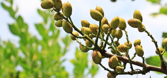 How To Plant And Grow Pistachio