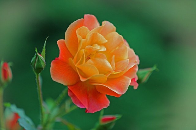 Transplanting Roses: How To Keep The Plant Unharmed