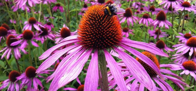 Purple Coneflower: How To Plant And Care For The Insect Favorite
